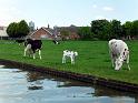 241 - Plenty of beef on towpath eh!